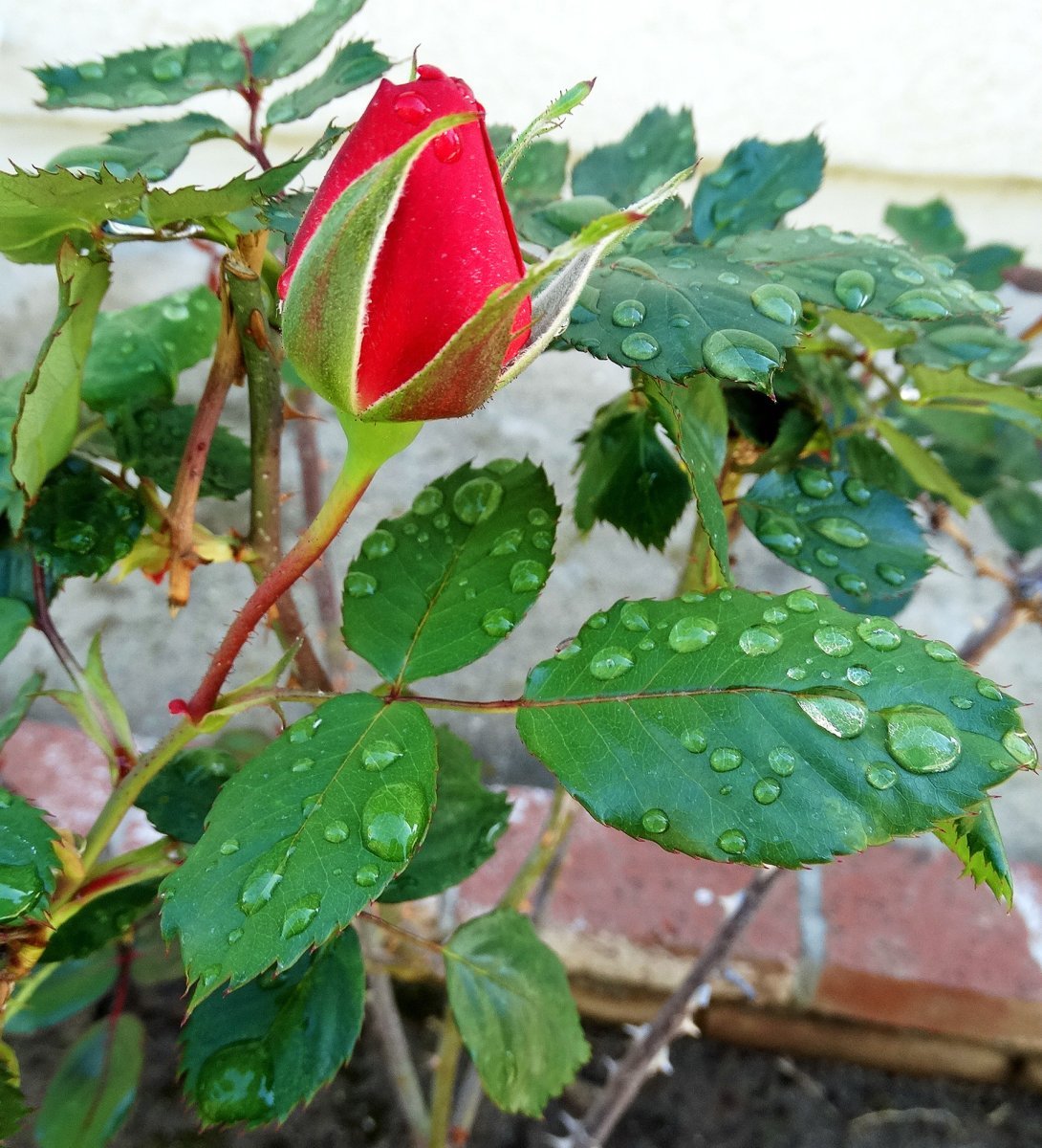 Роза флорибунда Ред Эмпаер - фото 8