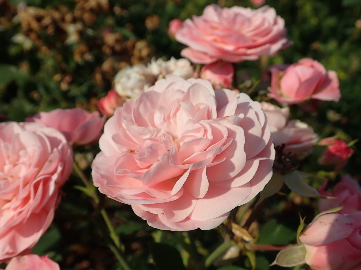 Роза Байландо флорибунда - фото 5