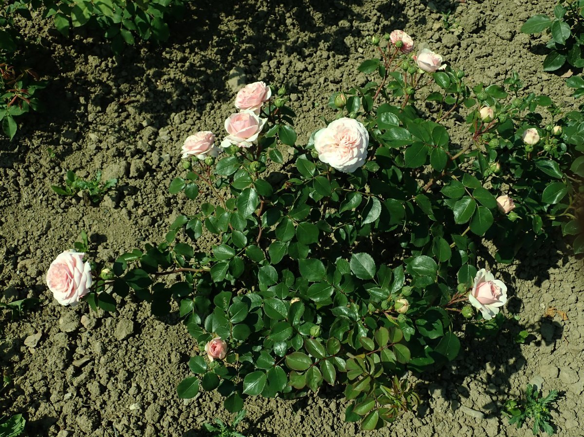 Роза Байландо флорибунда - фото 7