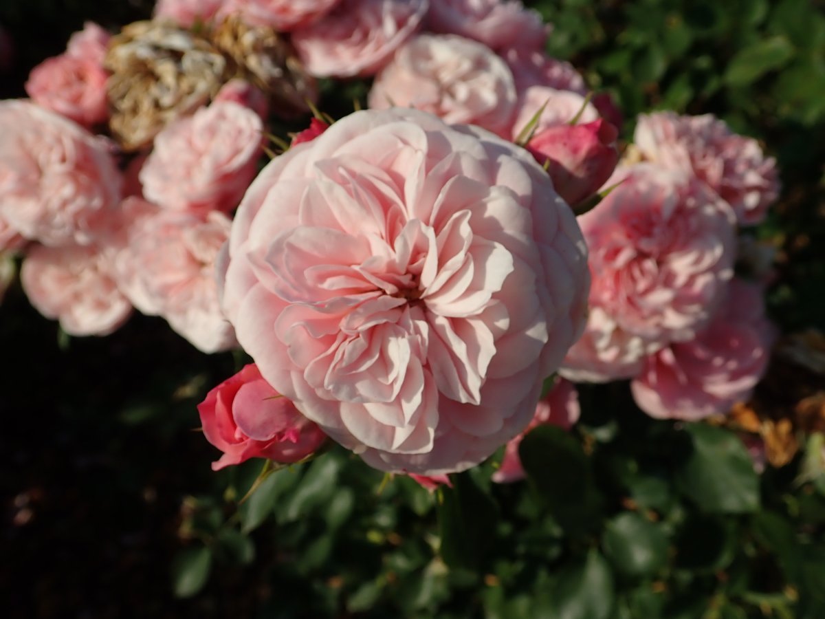 Роза Байландо флорибунда - фото 4