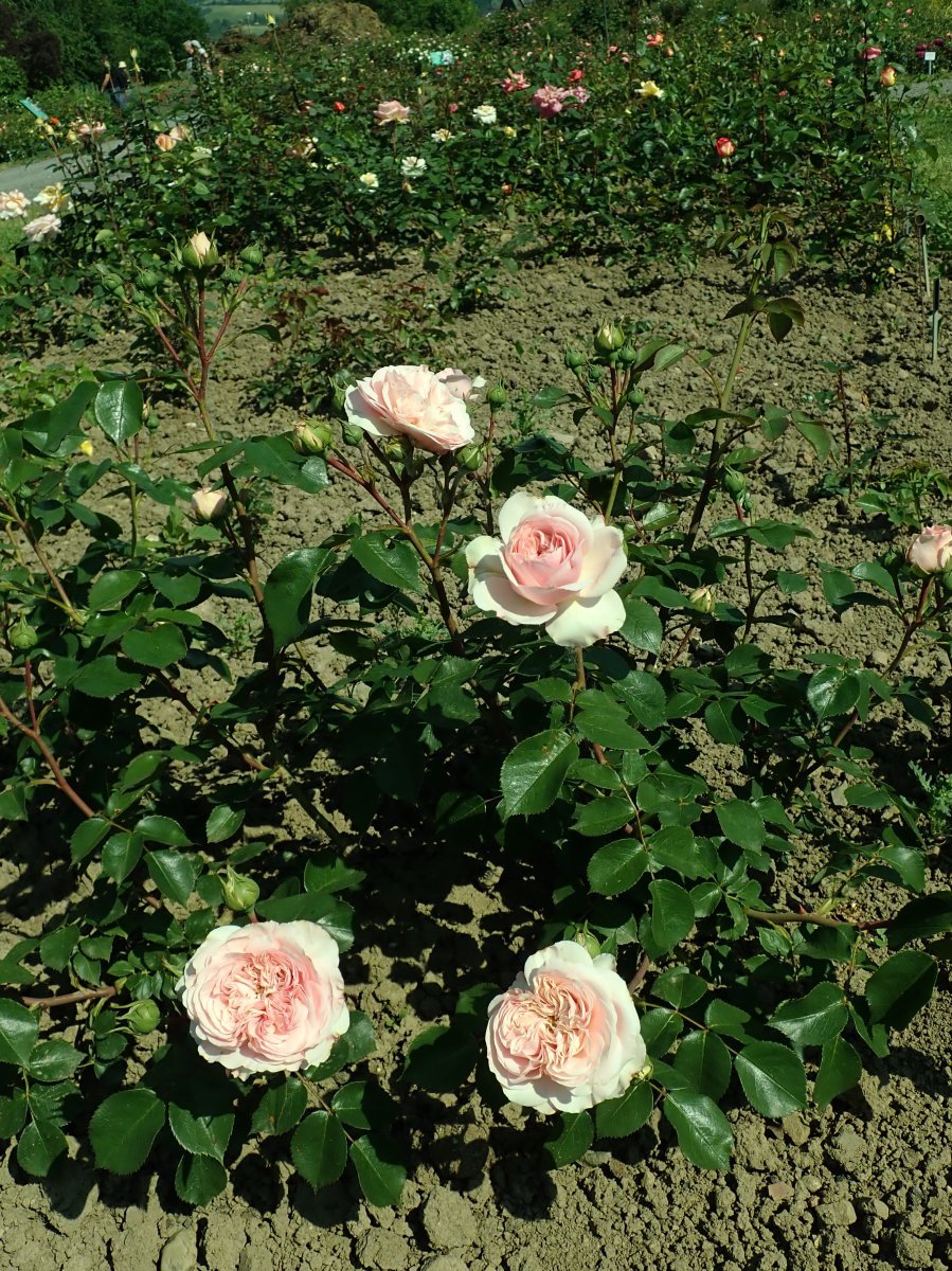 Роза Байландо флорибунда - фото 8