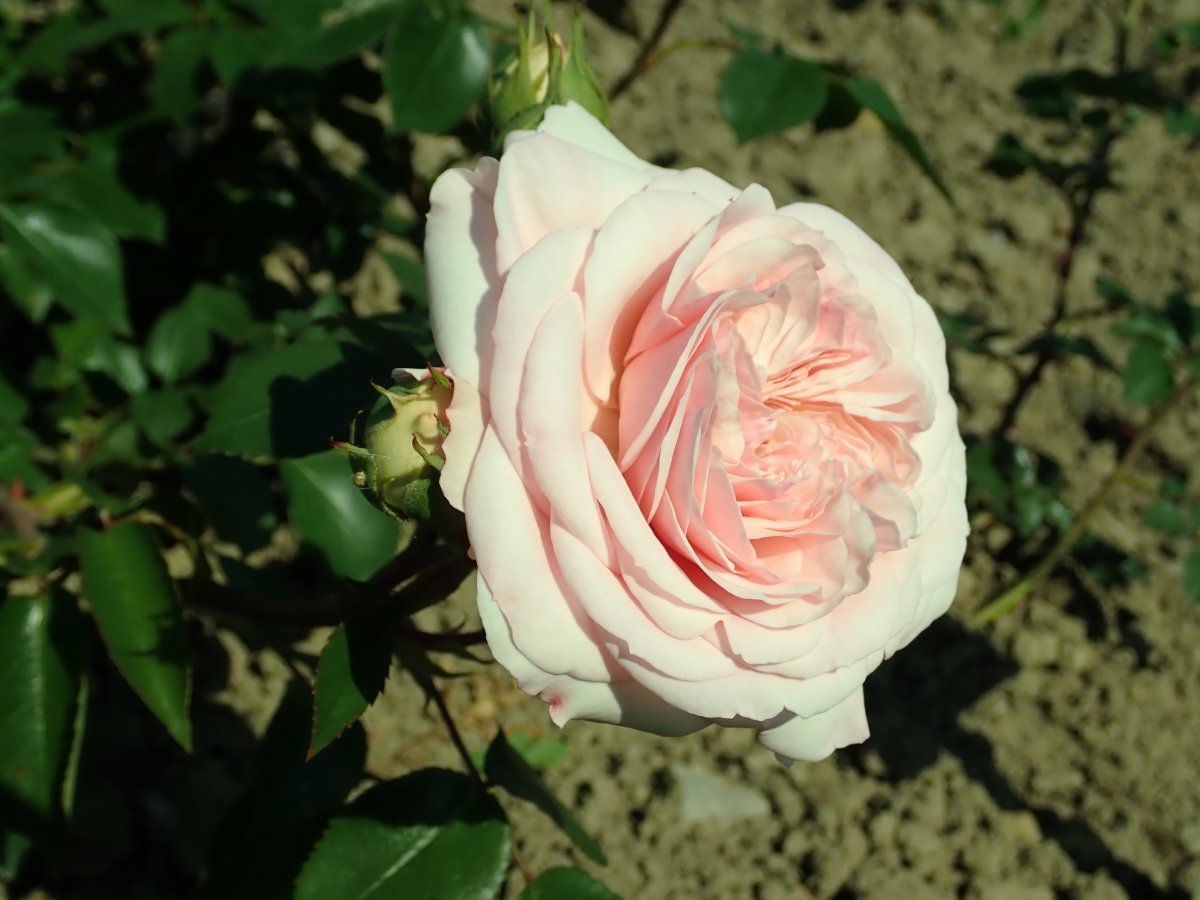 Роза Байландо флорибунда - фото 9