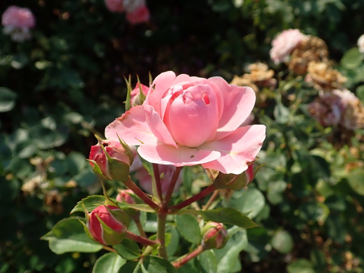 Роза Байландо флорибунда - фото 6