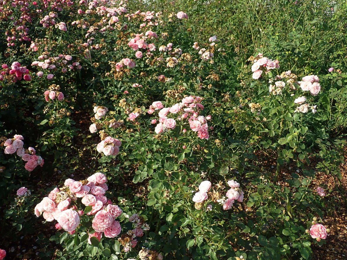 Роза Байландо флорибунда - фото 2