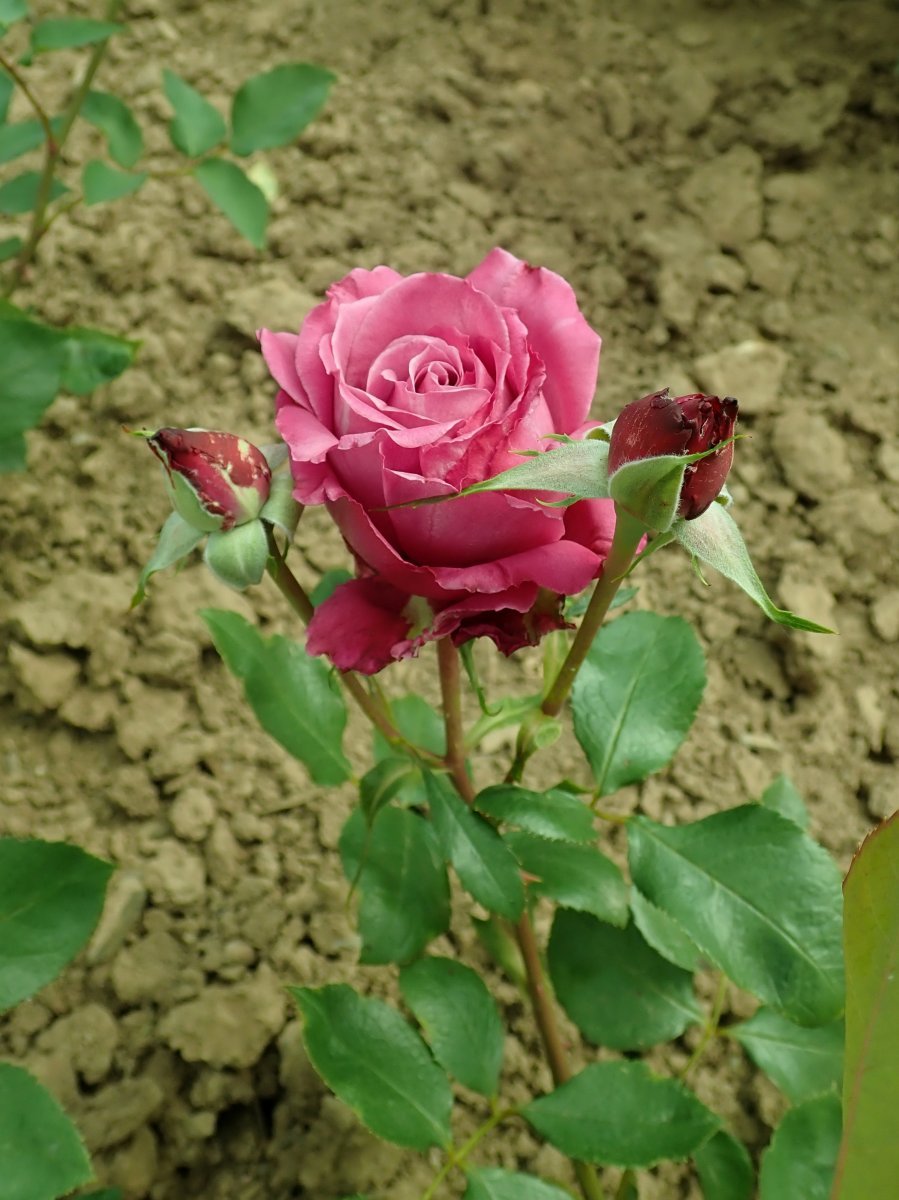 Роза Блу Парфюм флорибунда - фото 3