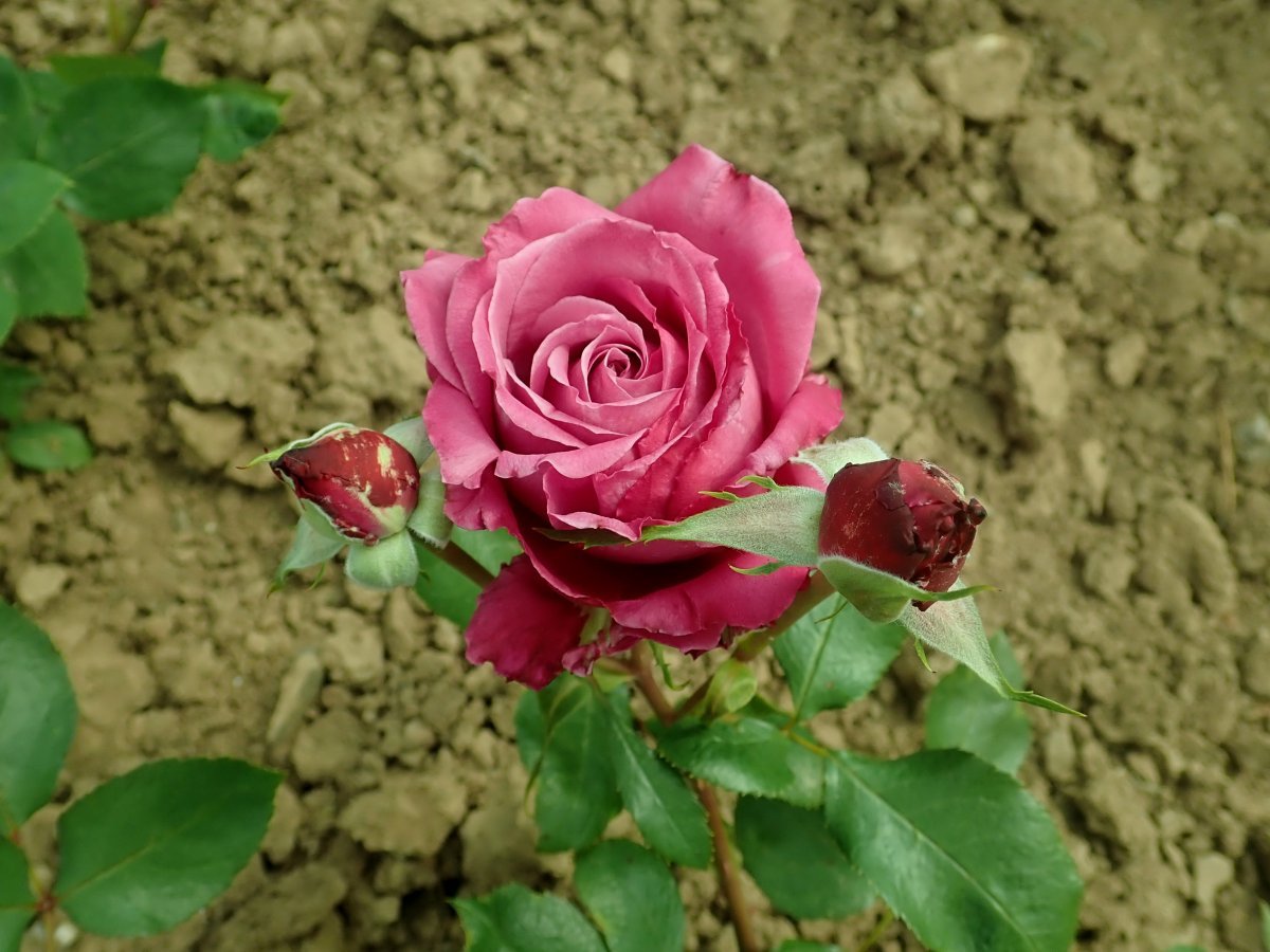 Роза Блу Парфюм флорибунда - фото 4