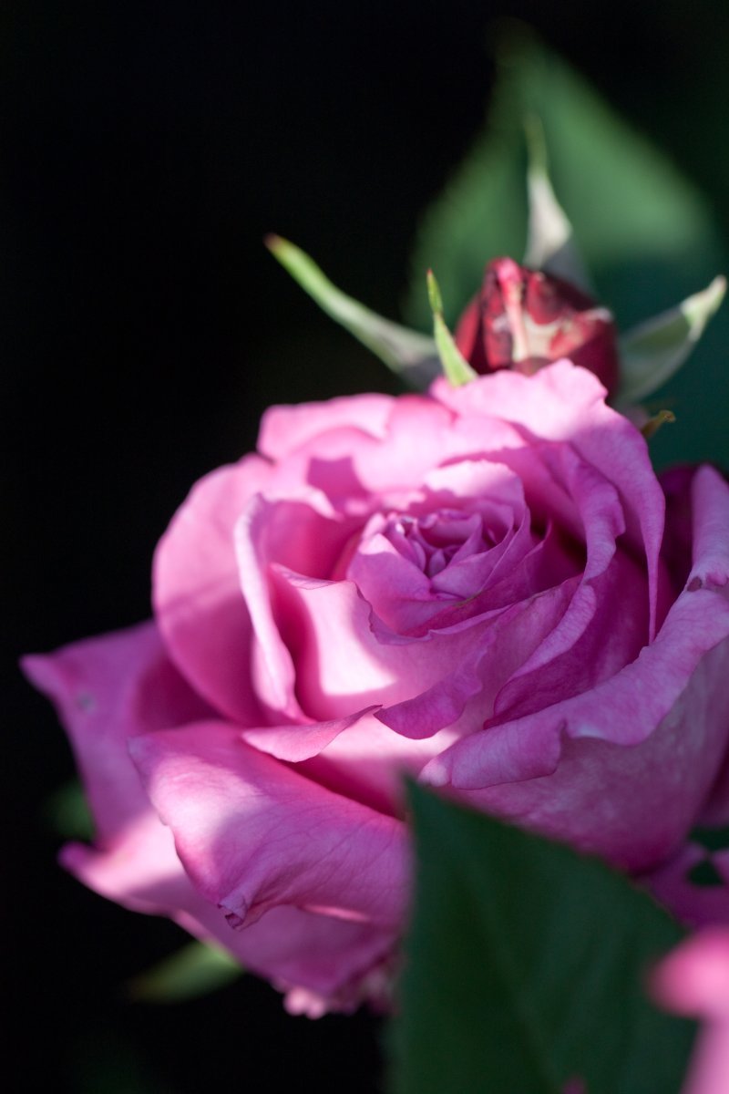 Роза Блу Парфюм флорибунда - фото 5