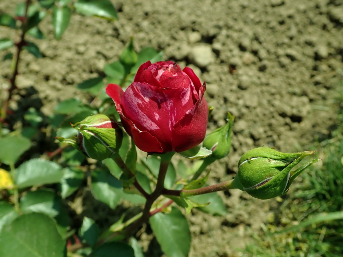 Роза Дип Импрешн флорибунда - фото 6