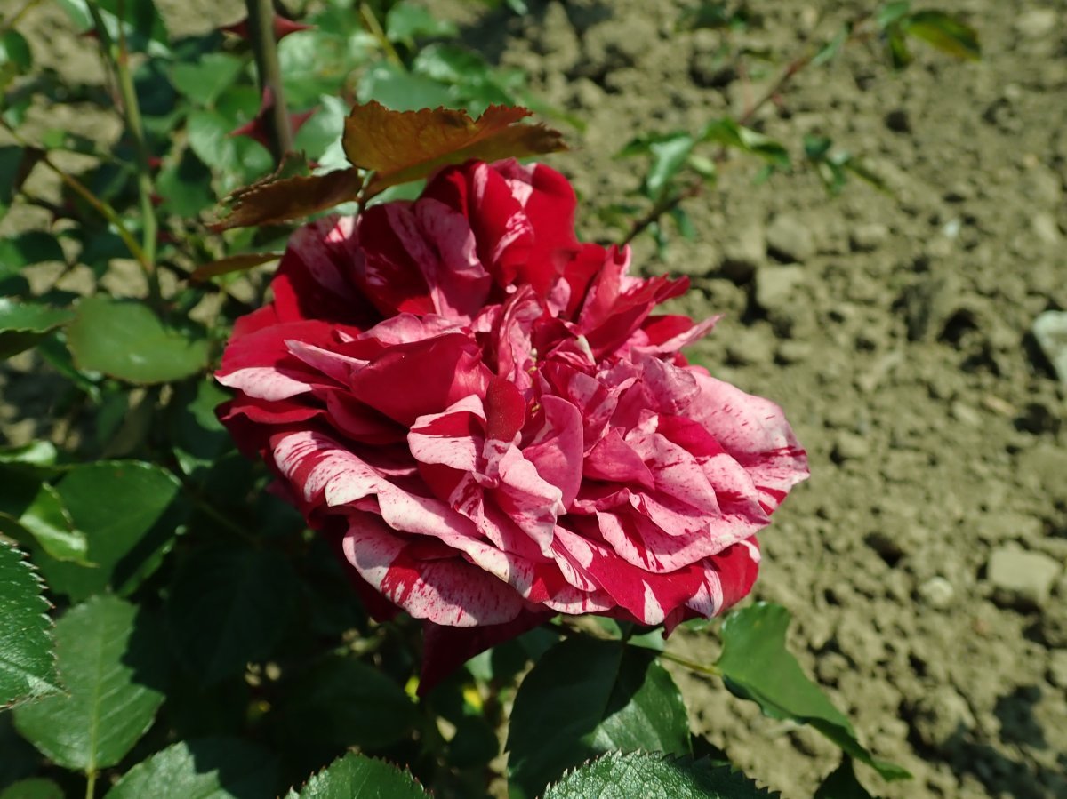 Роза Дип Импрешн флорибунда - фото 7