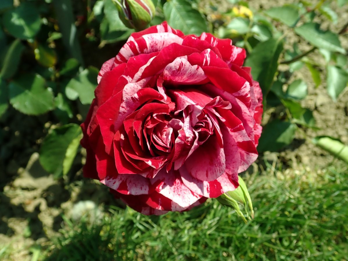 Роза Дип Импрешн флорибунда - фото 3