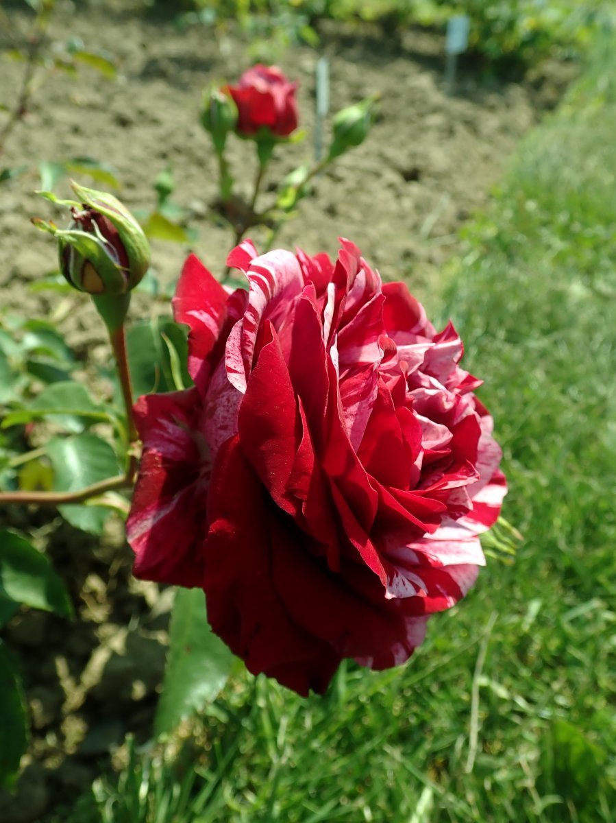 Роза Дип Импрешн флорибунда - фото 4