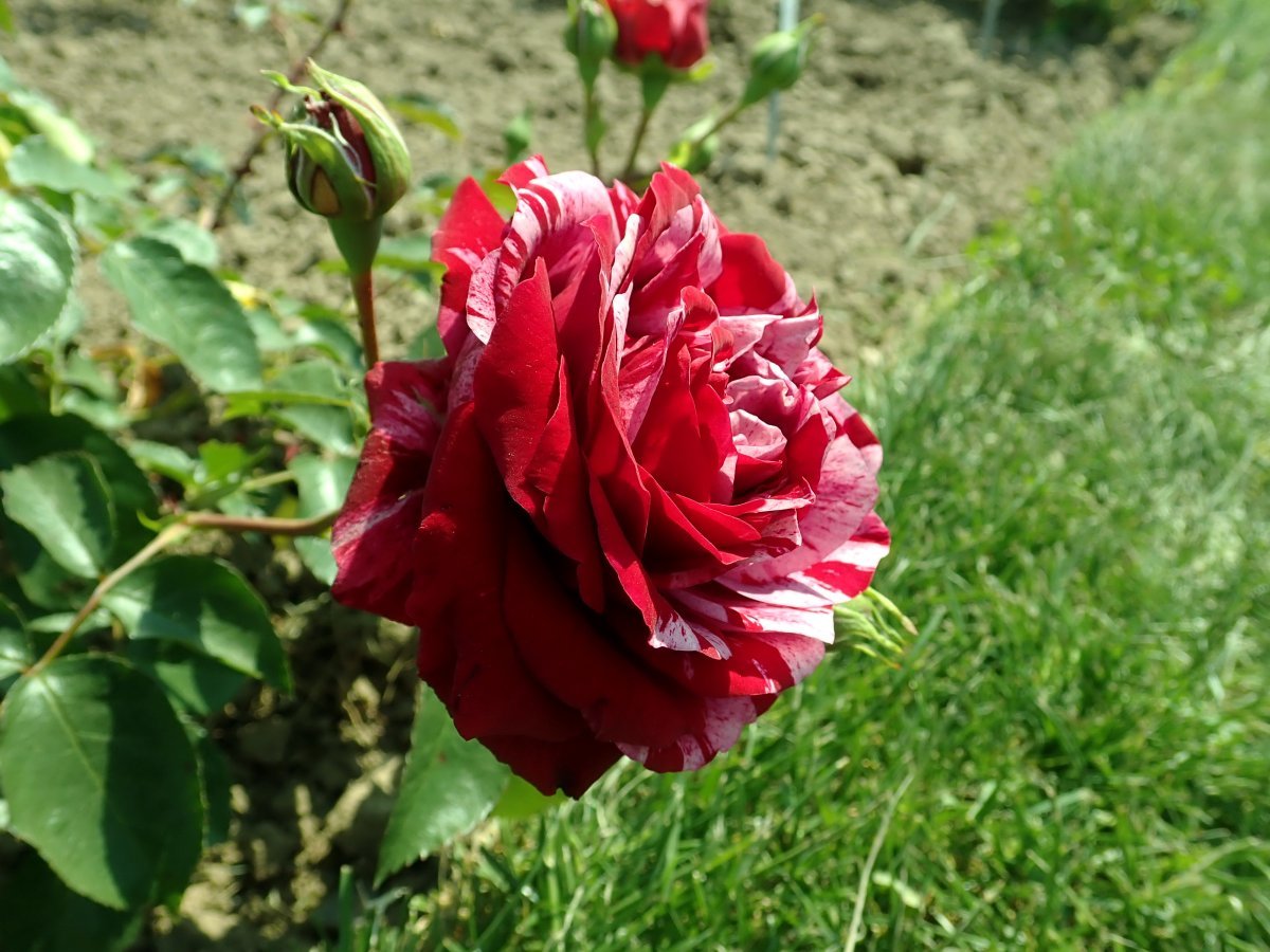 Роза Дип Импрешн флорибунда - фото 5