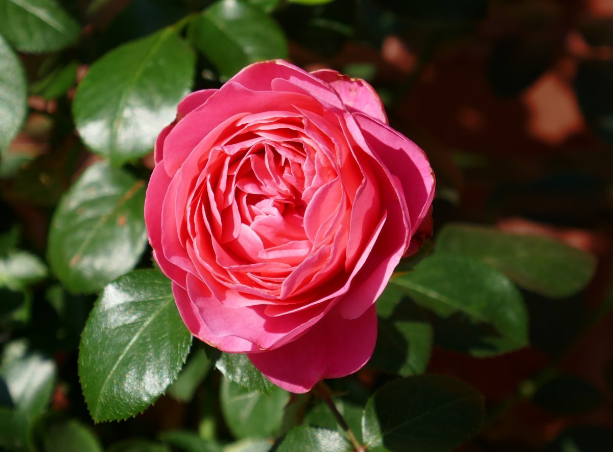 Роза Леонардо Да Винчи флорибунда, Топалович - фото 8