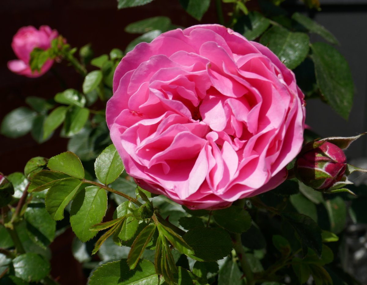 Роза Леонардо Да Винчи флорибунда, Топалович - фото 10