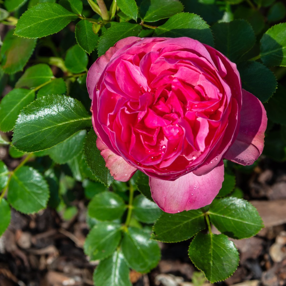 Роза Леонардо Да Винчи флорибунда, Топалович - фото 2