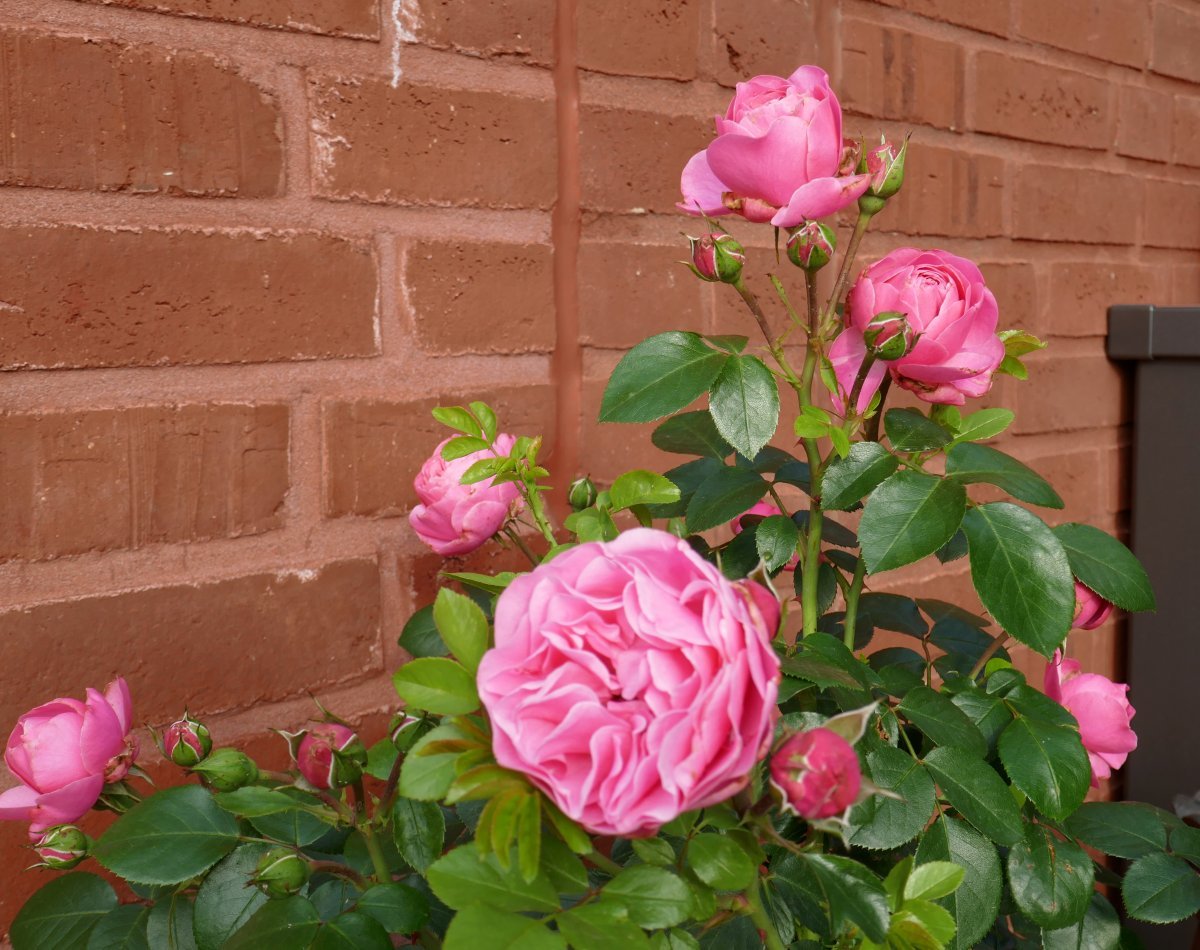 Роза Леонардо Да Винчи флорибунда, Топалович - фото 9