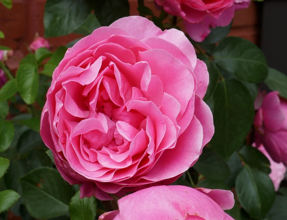 Роза Леонардо Да Винчи флорибунда, Топалович - фото 5