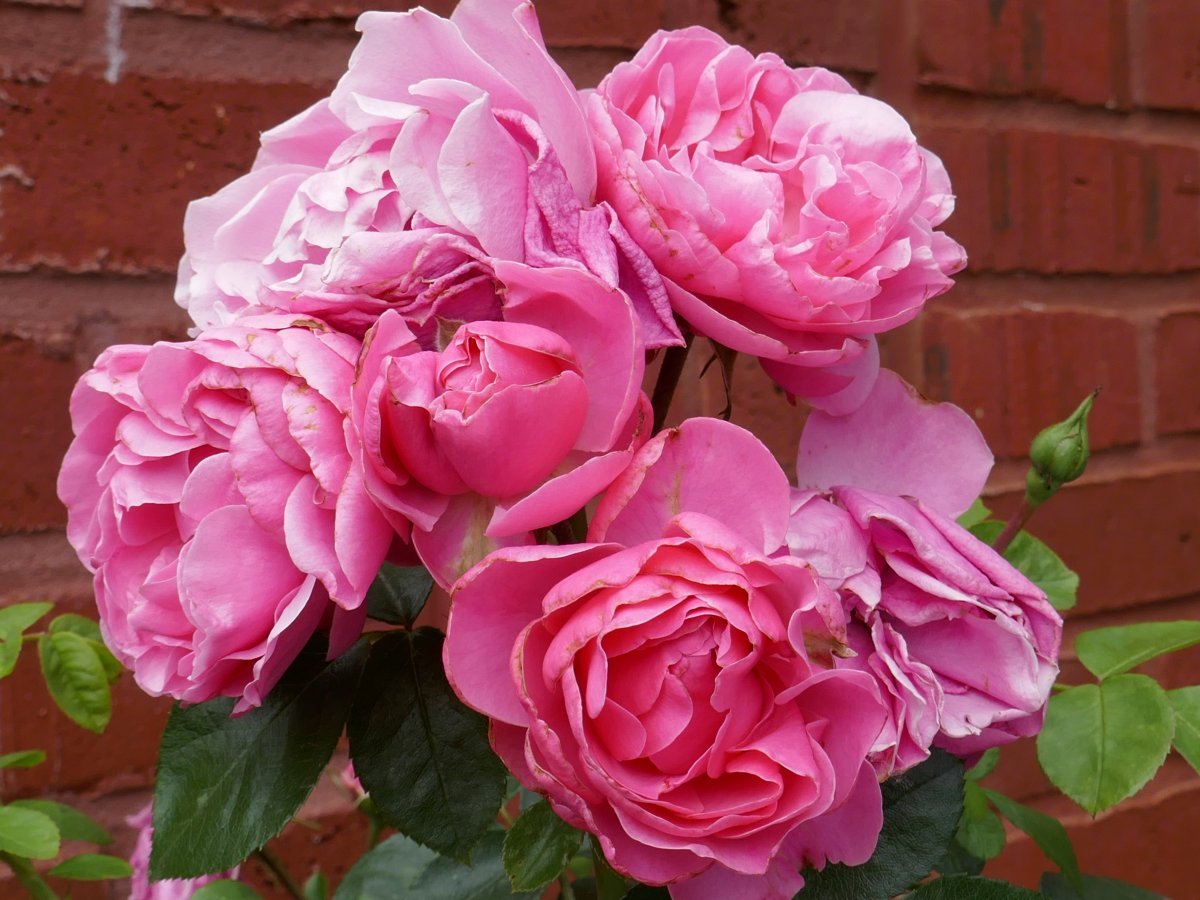 Роза Леонардо Да Винчи флорибунда, Топалович - фото 6