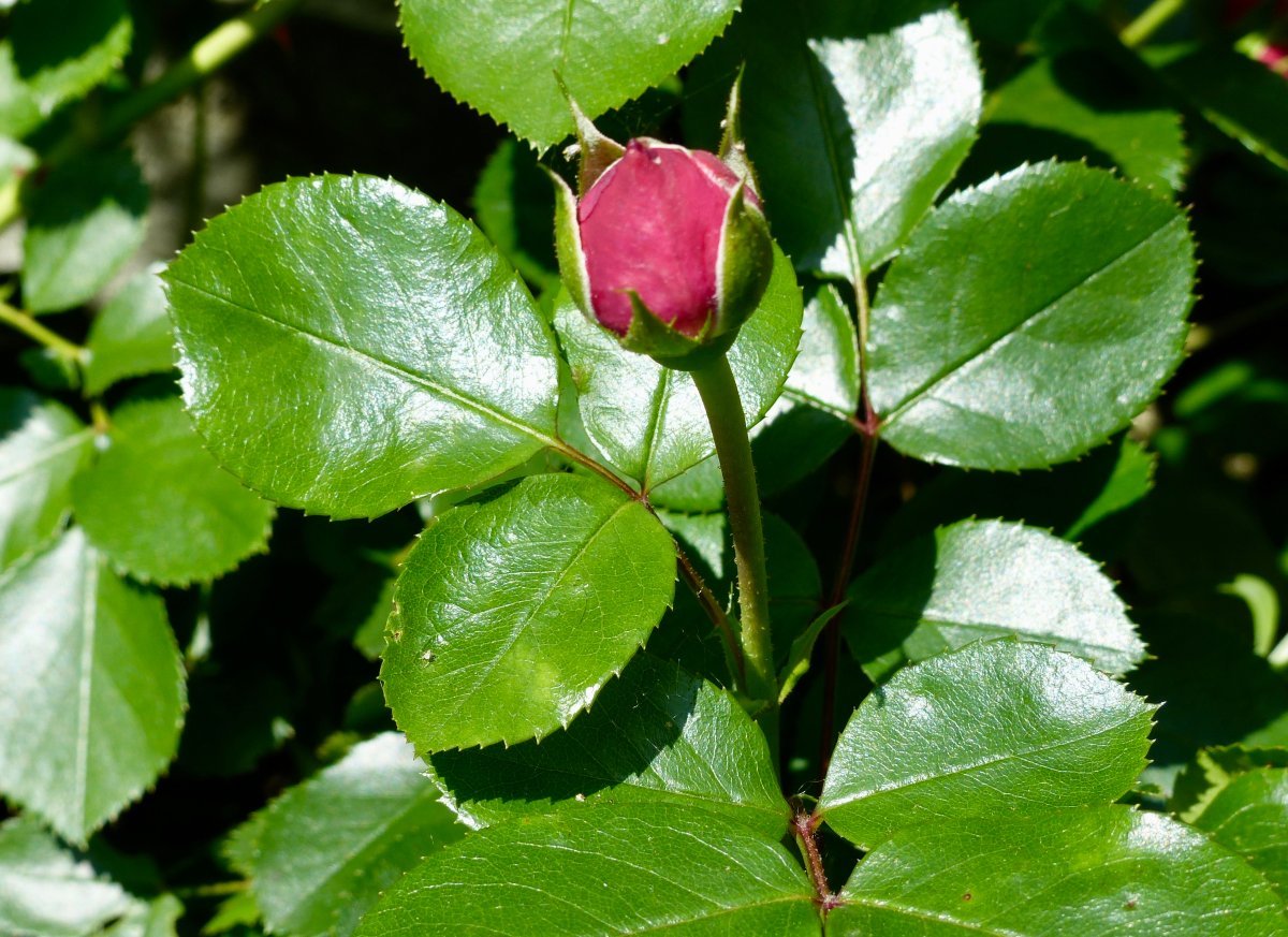 Роза Леонардо Да Винчи флорибунда, Топалович - фото 3