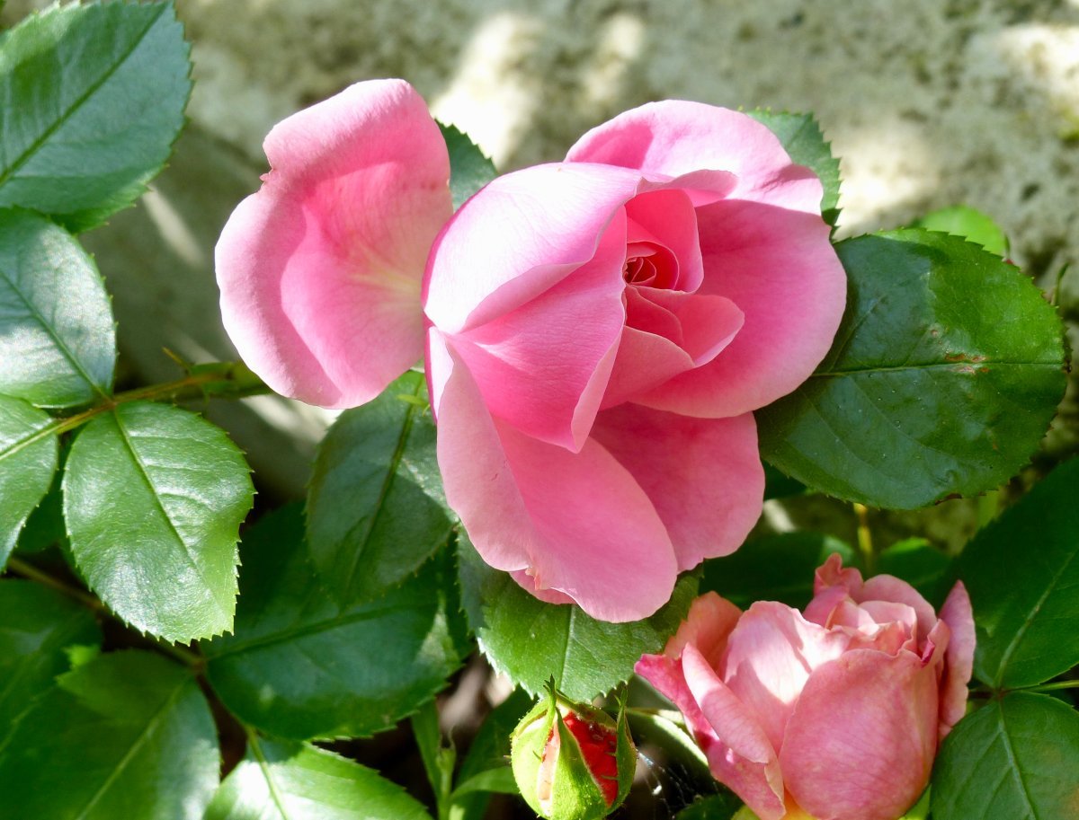 Роза Леонардо Да Винчи флорибунда, Топалович - фото 4