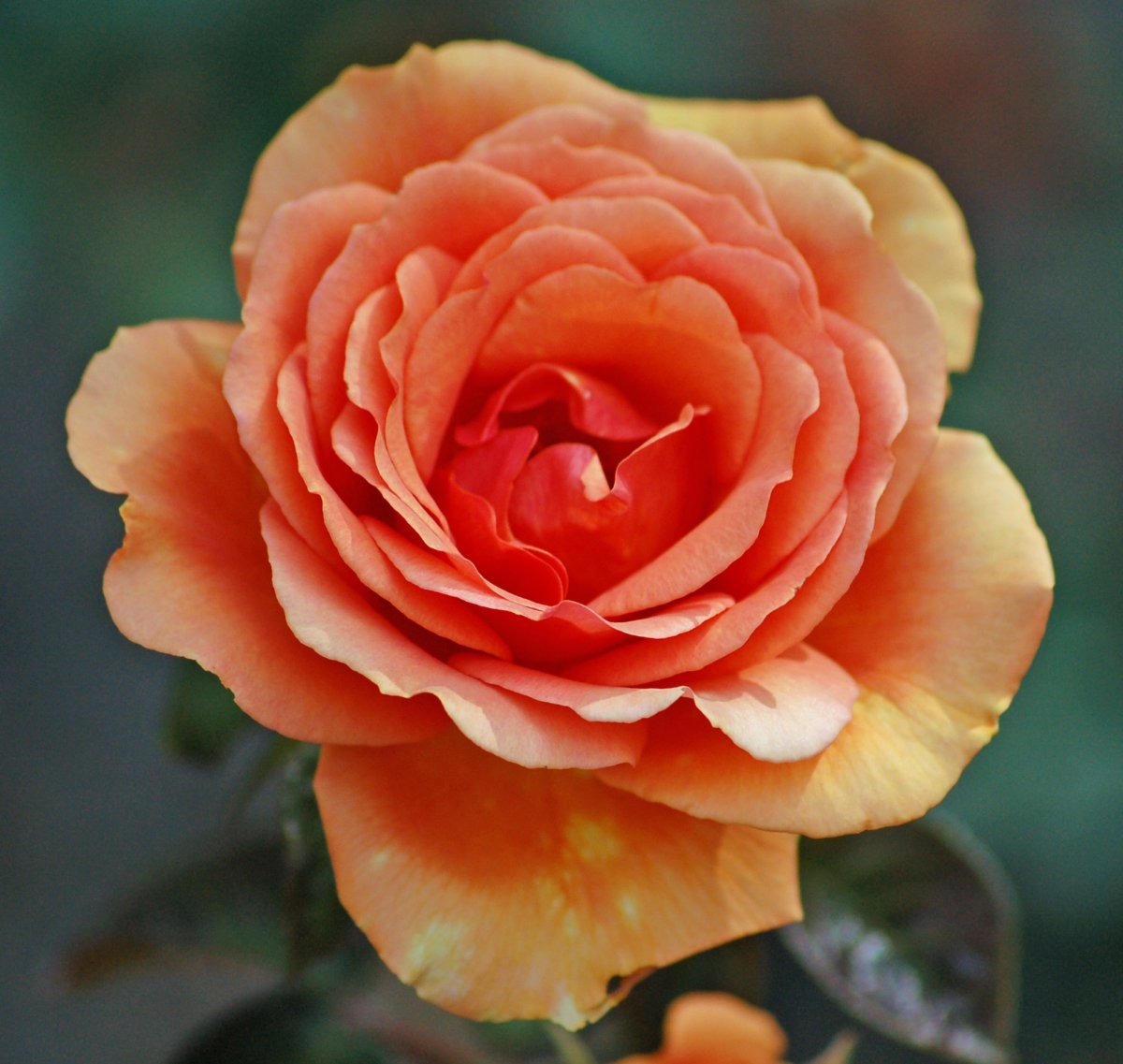 Роза Ашрам чайно-гибридная - фото 2