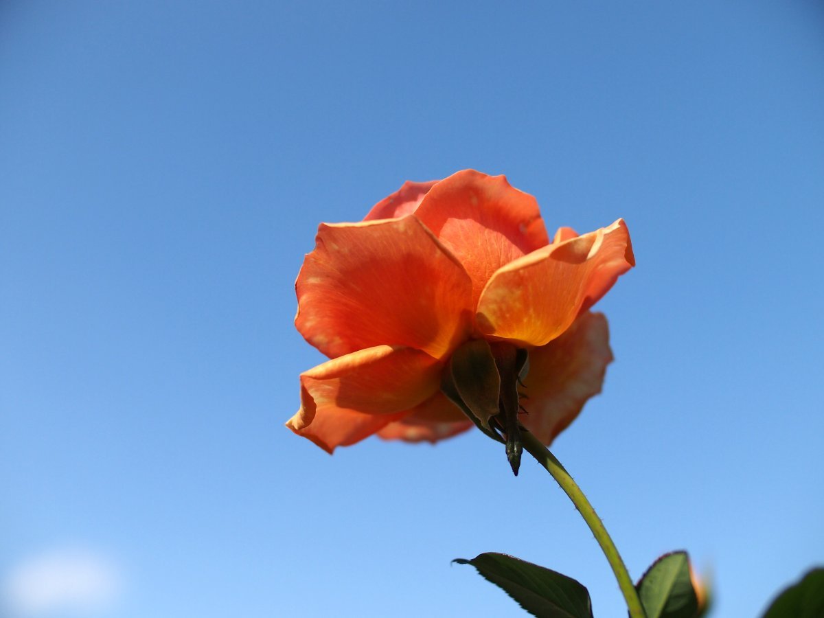 Роза Ашрам чайно-гибридная - фото 7