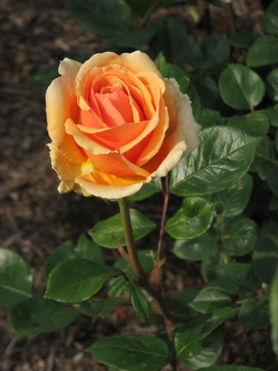 Роза Ашрам чайно-гибридная - фото 8