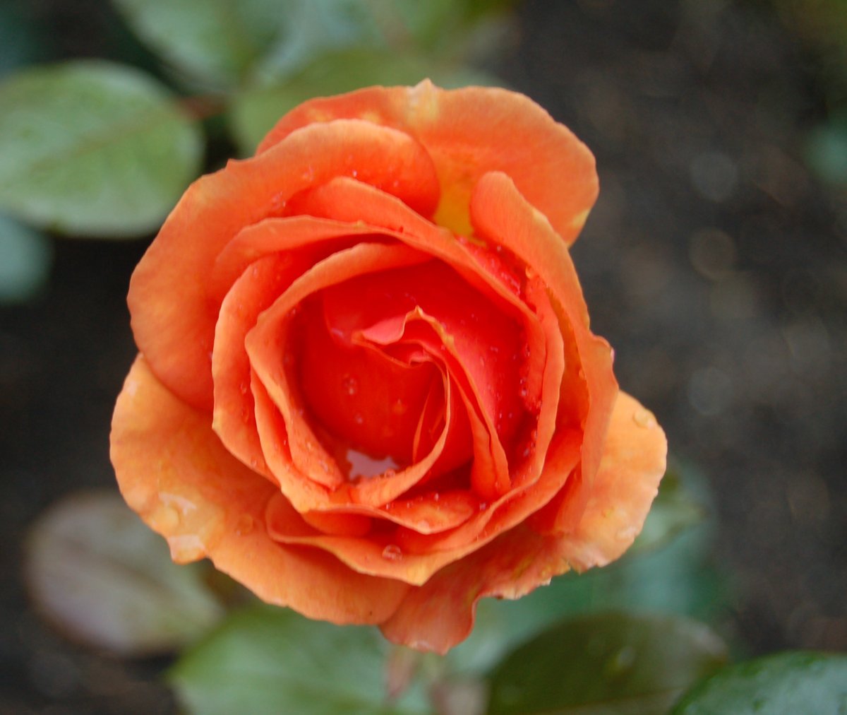 Роза Ашрам чайно-гибридная