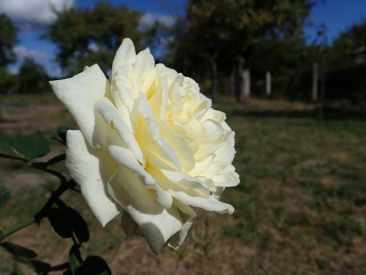 Роза Поларстерн чайно-гибридная - фото 7