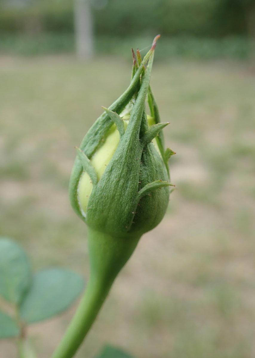 Роза Поларстерн чайно-гибридная - фото 3