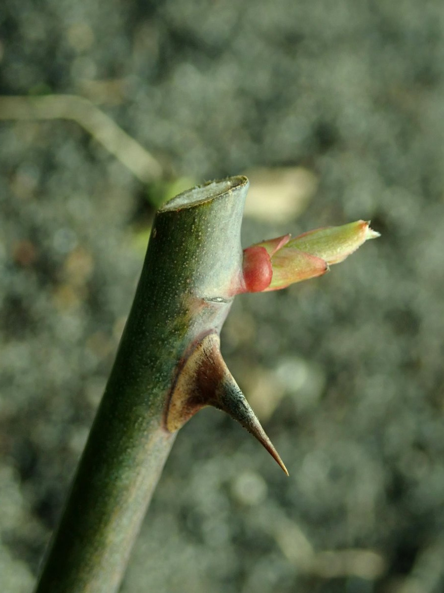 Роза Поларстерн чайно-гибридная - фото 9