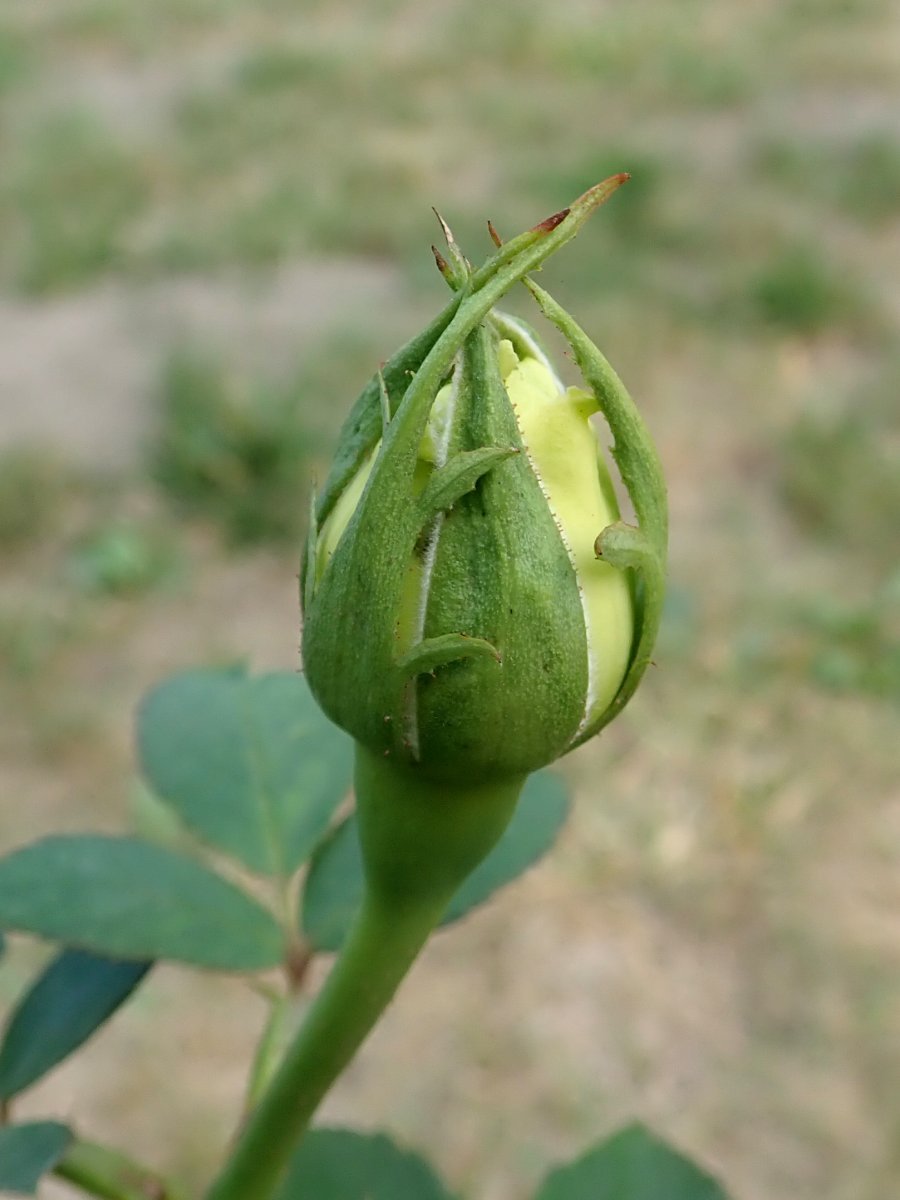 Роза Поларстерн чайно-гибридная - фото 4