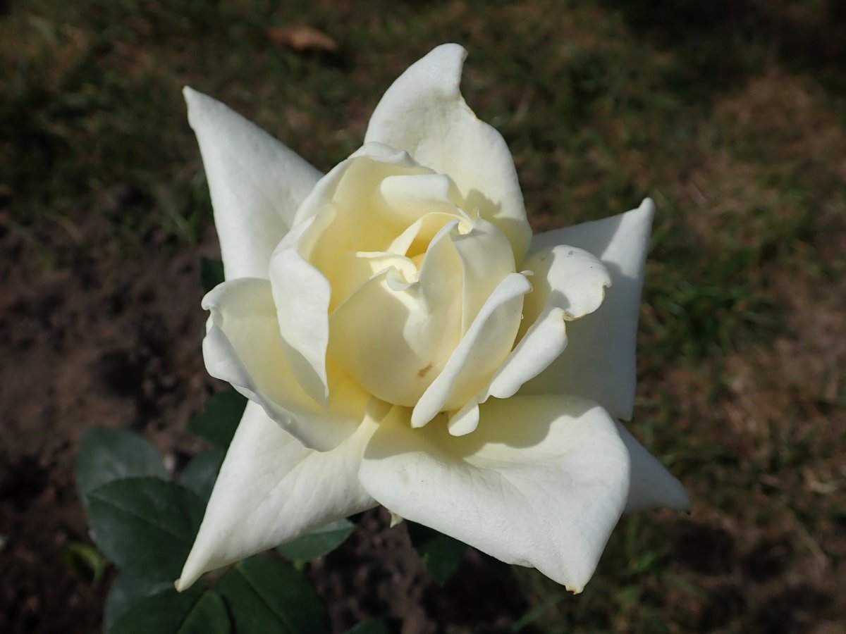 Роза Поларстерн чайно-гибридная - фото 5