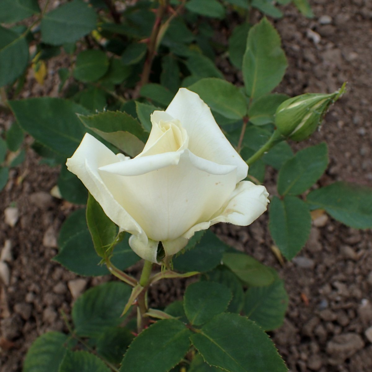 Роза Поларстерн чайно-гибридная - фото 2