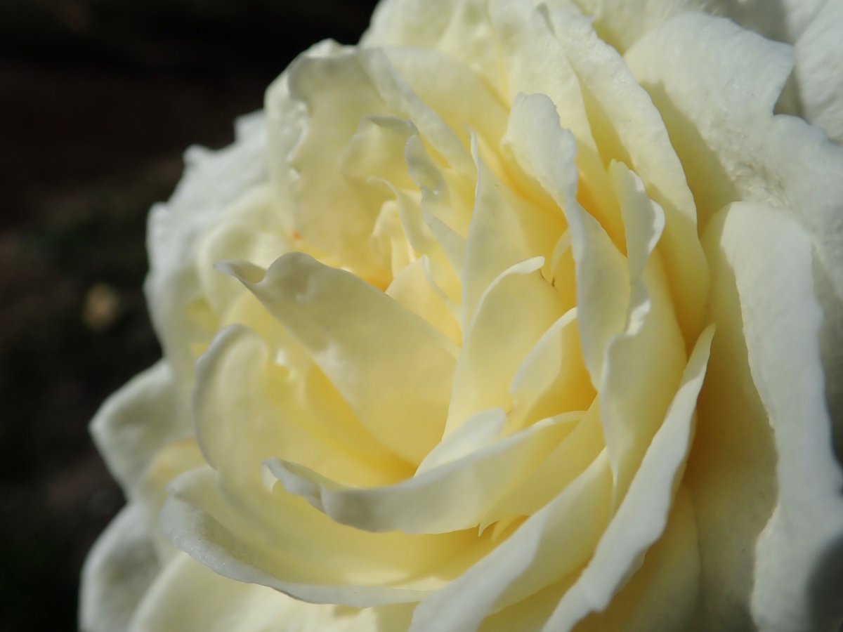 Роза Поларстерн чайно-гибридная