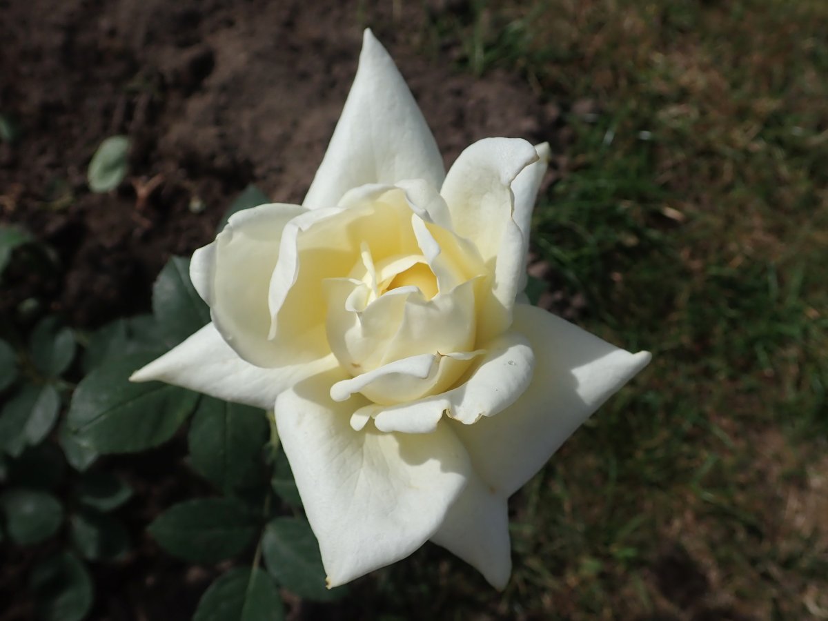 Роза Поларстерн чайно-гибридная - фото 6