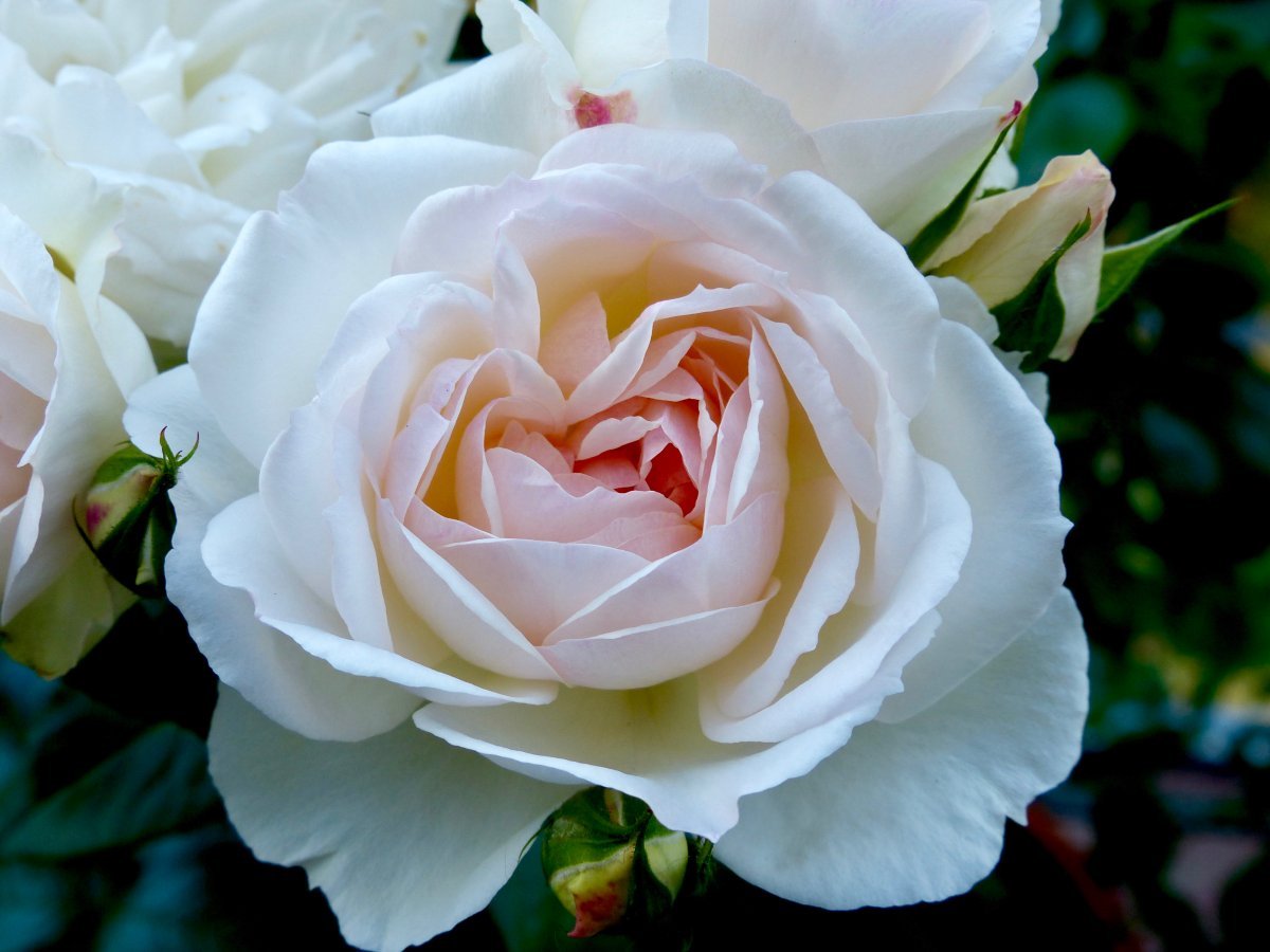 Роза Стефани Баронин цу Гуттенберг чайно-гибридная