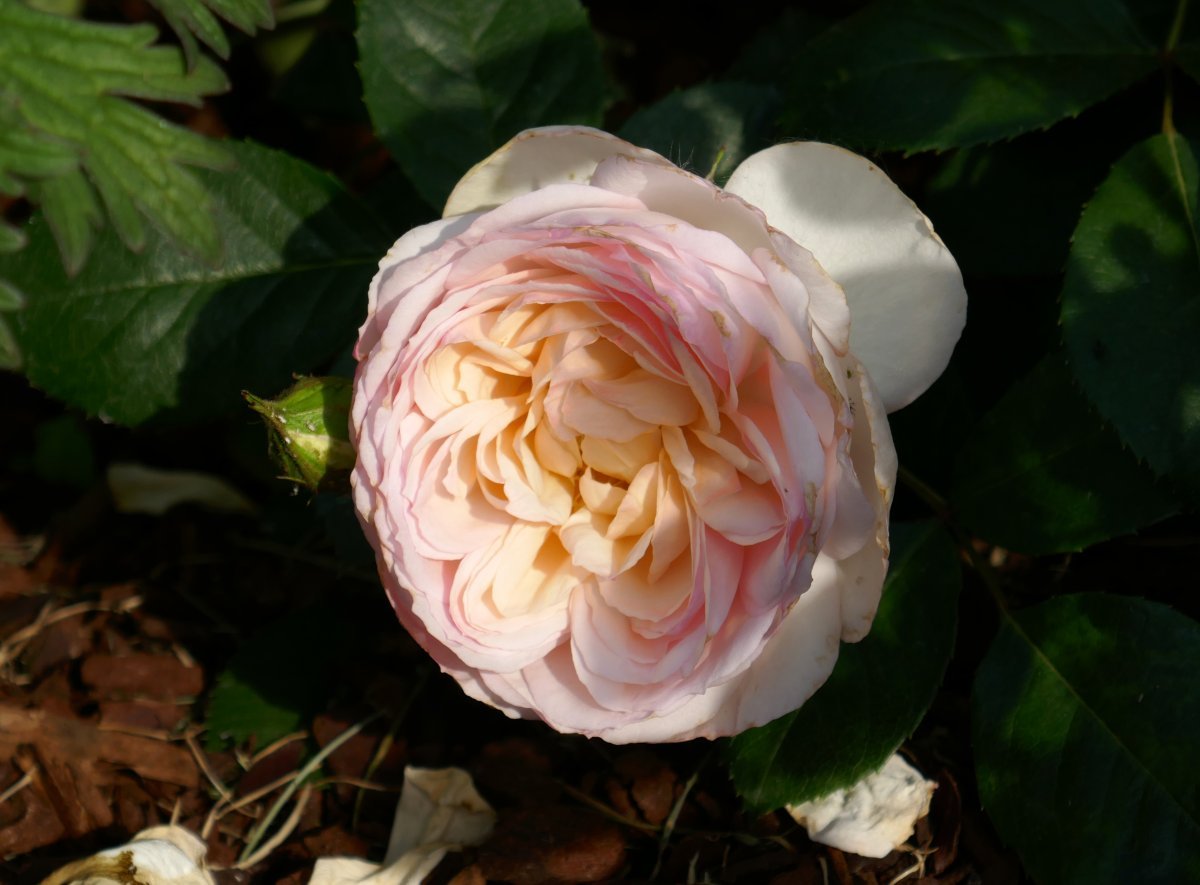 Роза Стефани Баронин цу Гуттенберг чайно-гибридная - фото 5