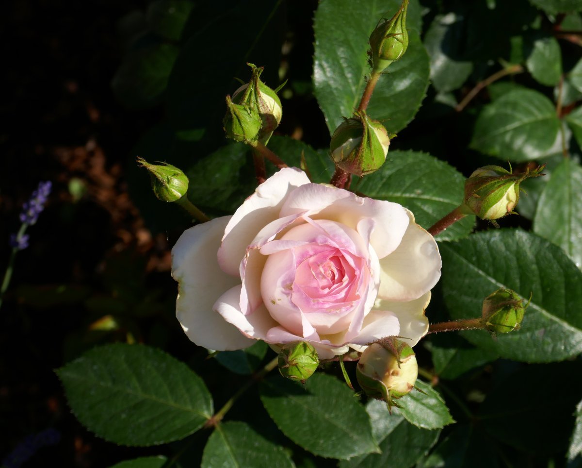 Роза Стефани Баронин цу Гуттенберг чайно-гибридная - фото 7