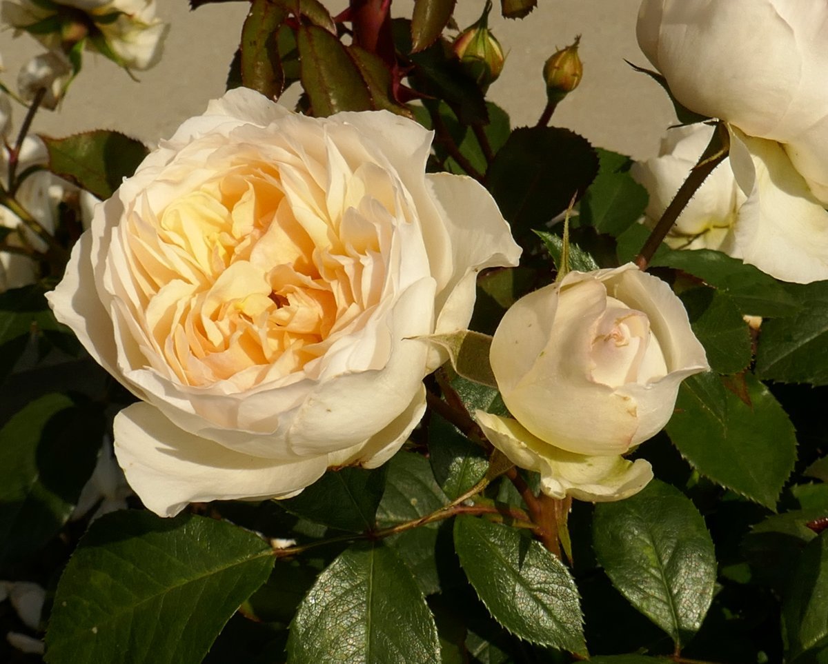 Роза Стефани Баронин цу Гуттенберг чайно-гибридная - фото 4