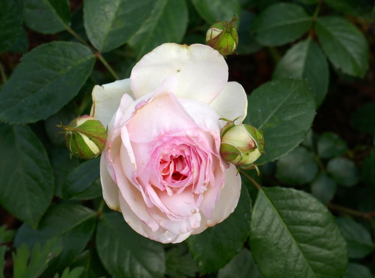 Роза Стефани Баронин цу Гуттенберг чайно-гибридная - фото 8