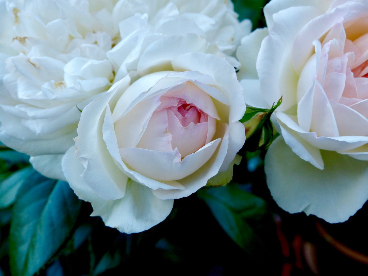 Роза Стефани Баронин цу Гуттенберг чайно-гибридная - фото 2