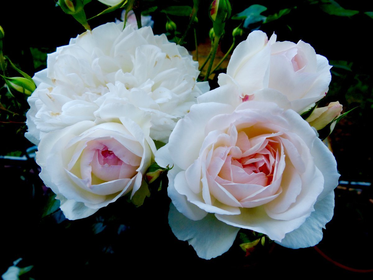 Роза Стефани Баронин цу Гуттенберг чайно-гибридная - фото 3