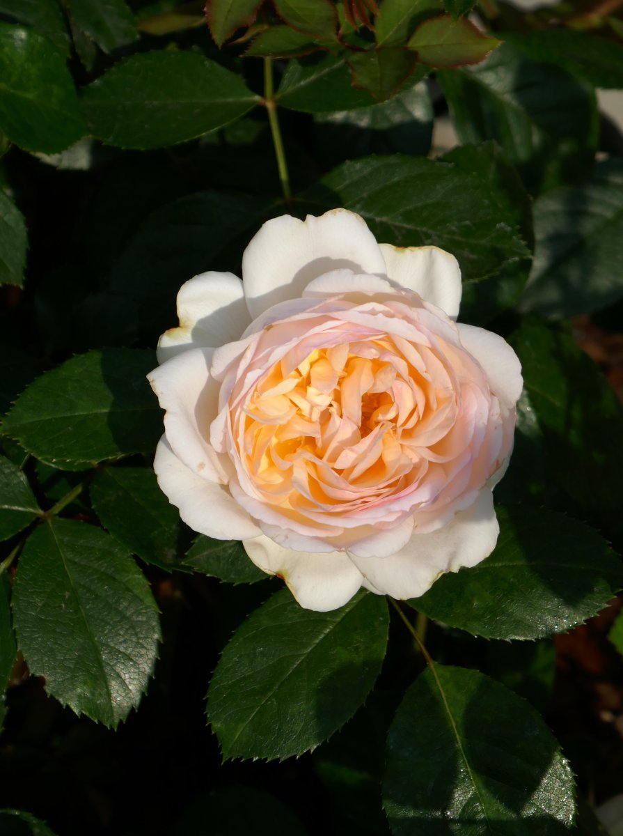 Роза Стефани Баронин цу Гуттенберг чайно-гибридная - фото 6