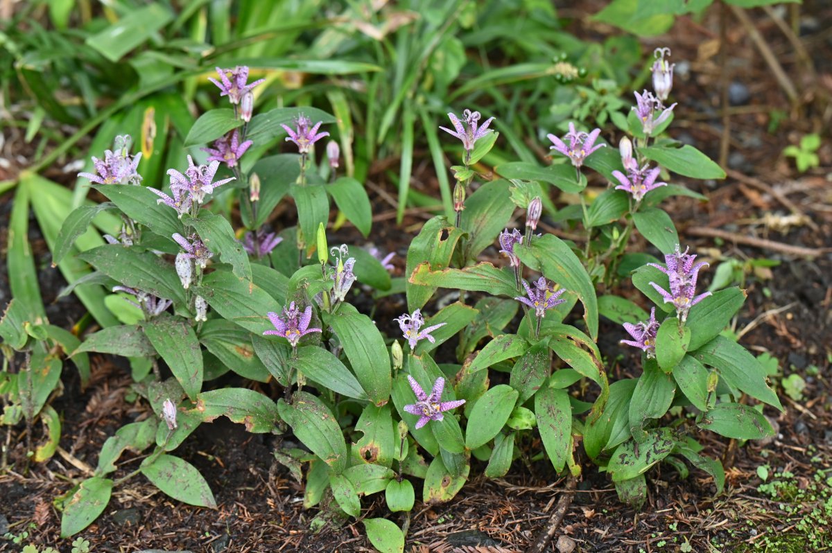 Трициртис коротковолосистый - фото 5