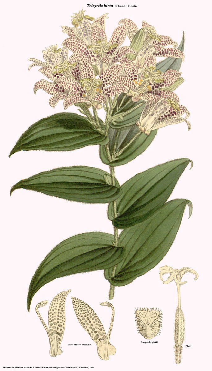 Трициртис коротковолосистый - фото 2