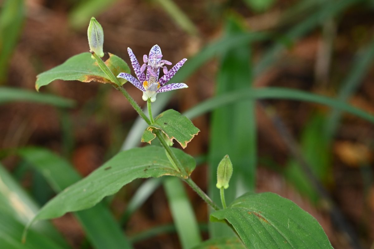 Трициртис коротковолосистый - фото 6
