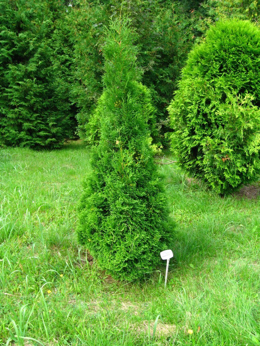 Туя западная Холмструп
