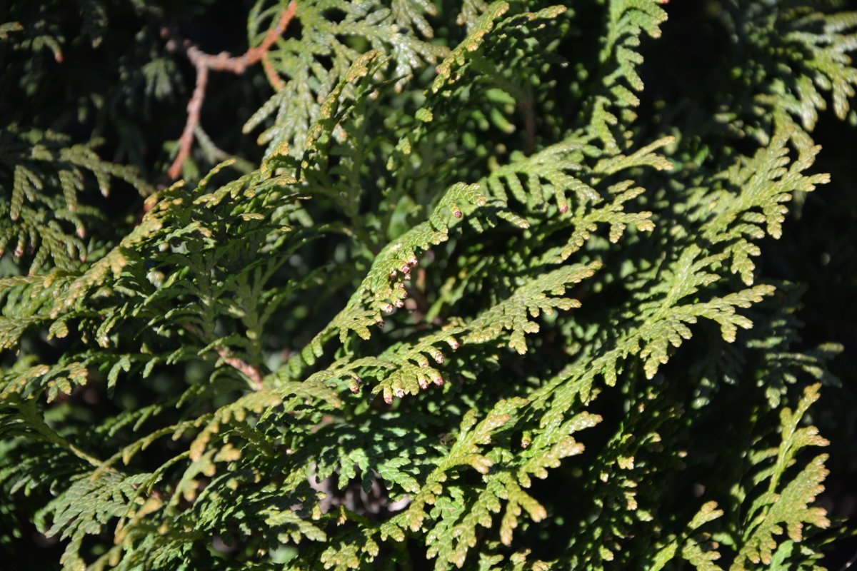 Туя западная Холмструп - фото 3