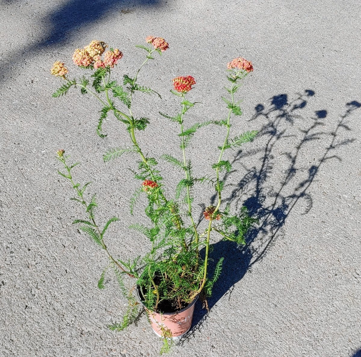 Тысячелистник Паприка - фото 2